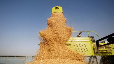 ارتفاع طفيف في أسعار القمح الروسي وتسارع الصادرات