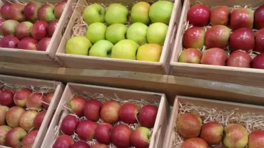 10 مليون دولار حجم واردات مصر من التفاح البولندي في 2021